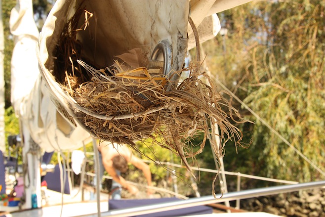 Bird's Nest